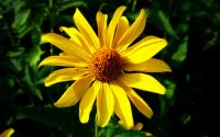 fototapeta - żółty kwiat